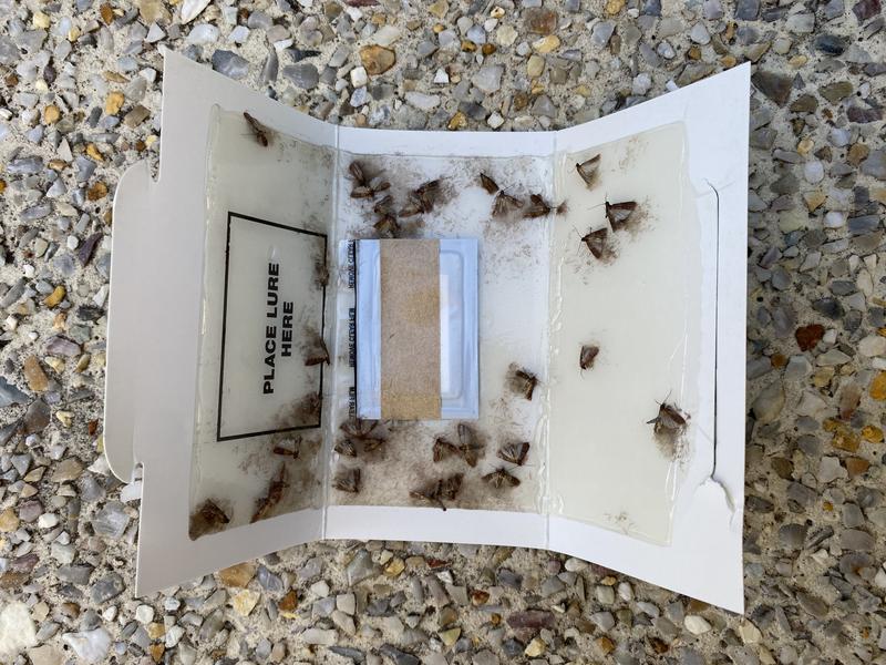 EnviroSafe Domestic Pantry Moth Trap - 2 Pack - Bunnings Australia