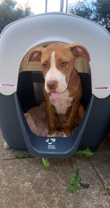 Plastic dog kennels clearance bunnings