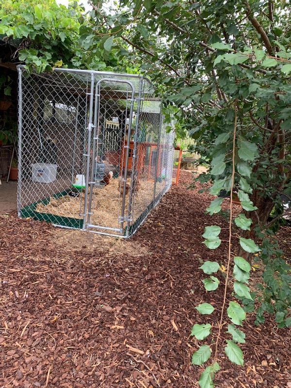 Bunnings dog shop run cage