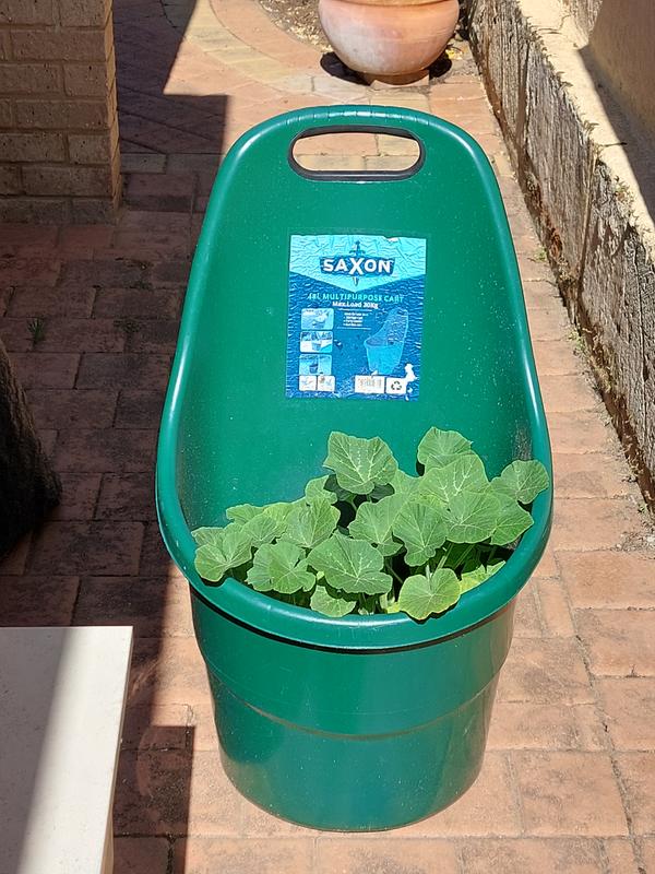 Saxon Garden Cart Review Fasci Garden