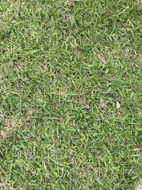 Saxon lawn hand online mower bunnings