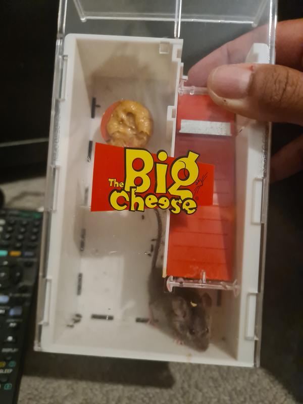 The Big Cheese Ultra Power Mouse Trap - 2 Pack - Bunnings Australia