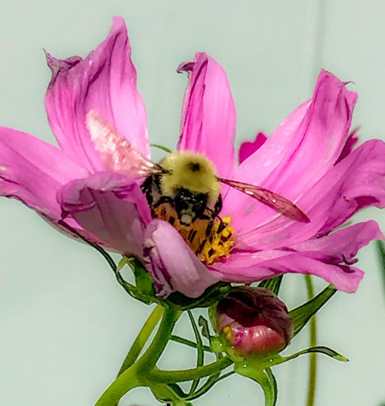 Busy bee hard at work