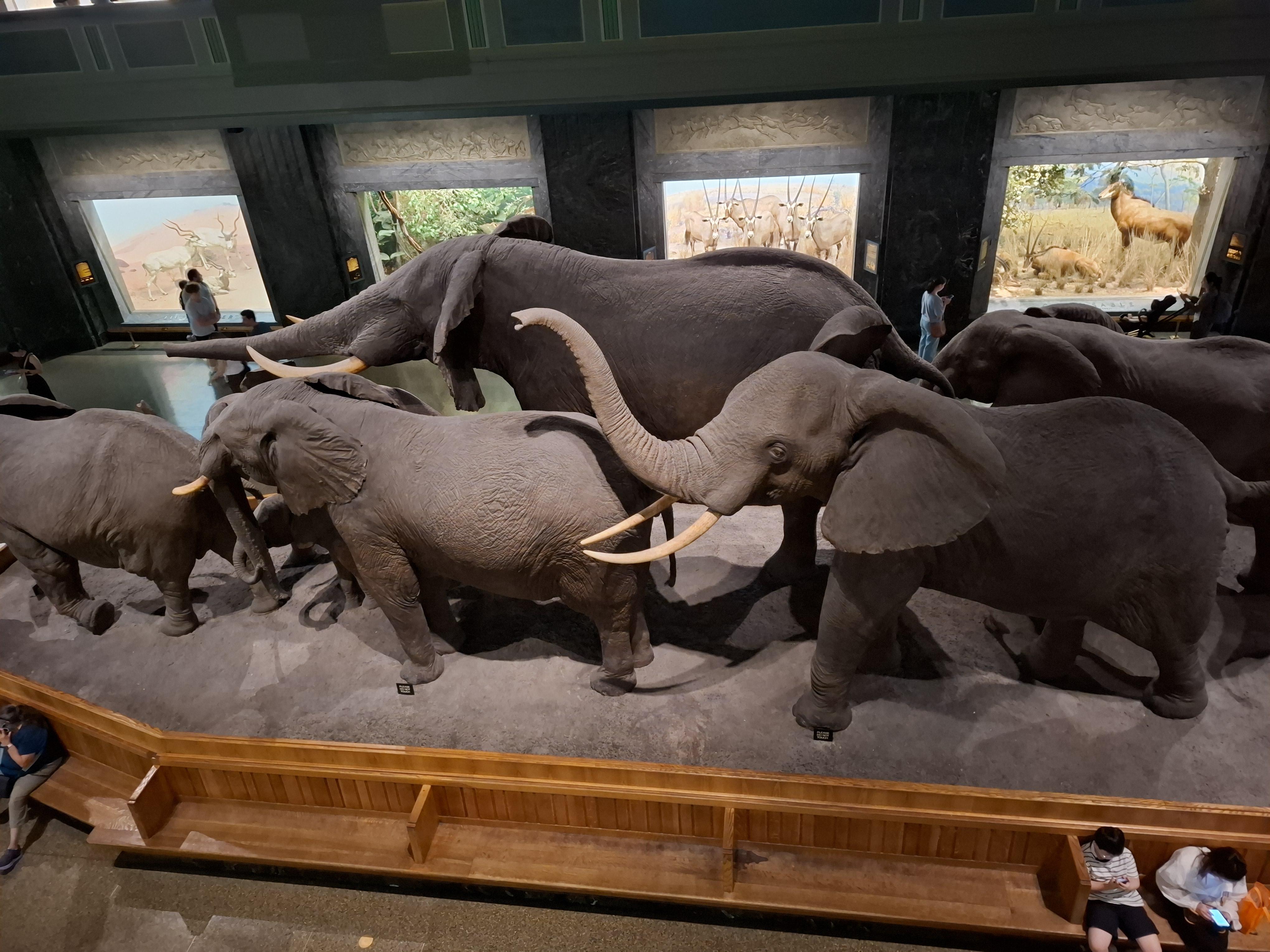 青い海の中の二頭のクジラ 大型ヴィンテージ ステンドグラス アメリカ自然史博物館 アメリカ自然史博物館のチケット | Go City®