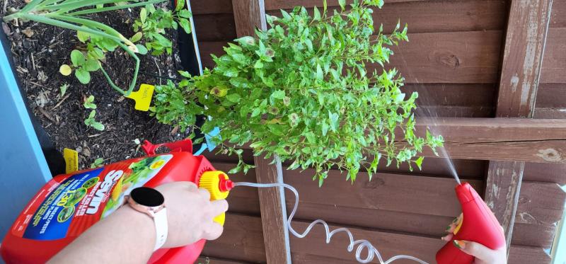 Easy to use battery-operated sprayer on Sevin Insect Killer. This was my first treatment on my basil herb plant. I was so happy it worked fast to help recover it.