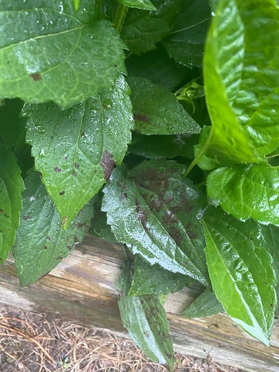 Black spot fungus on black eyed Susan leaves