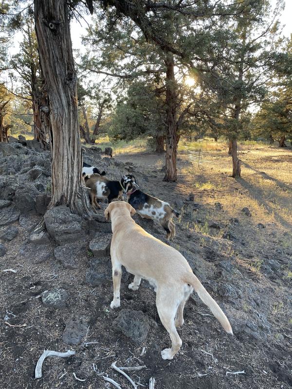 Boot great on this terrain!