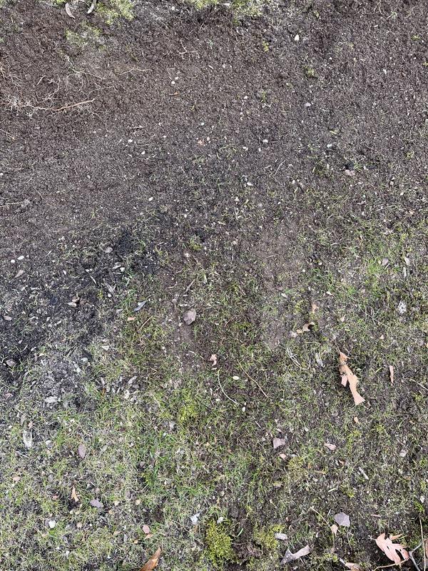 Seed mixed with topsoil