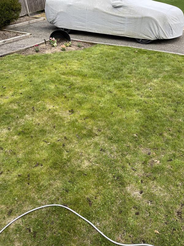 2 weeks after putting seed down