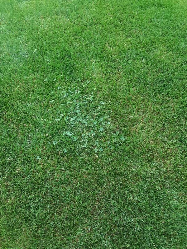 Clover patch