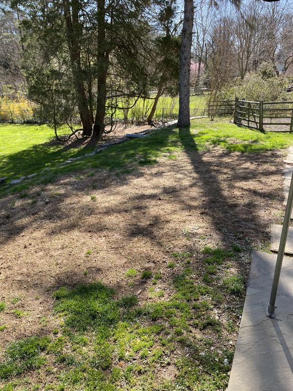 3 weeks after seeding