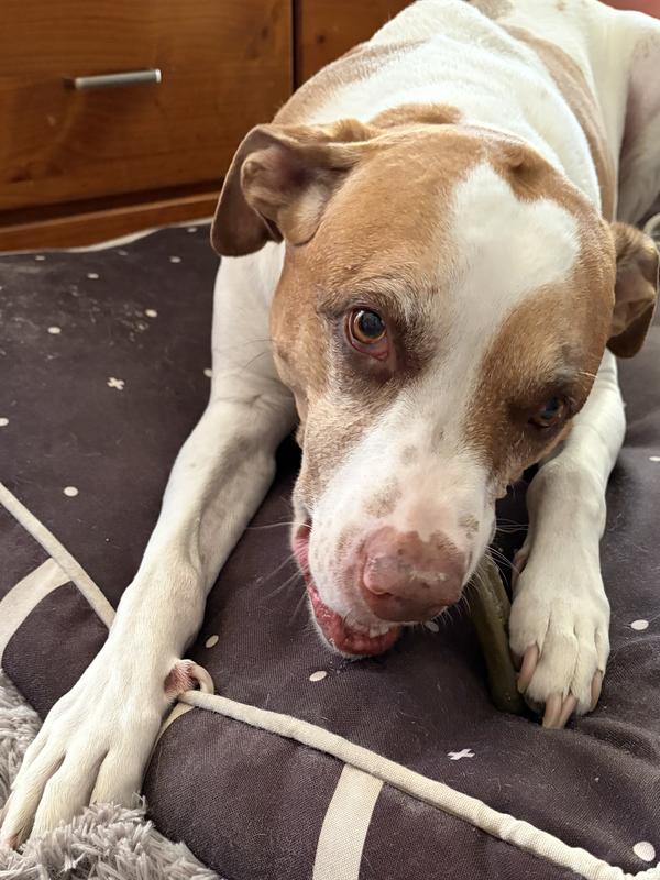 Enjoying GREENIES dental treat