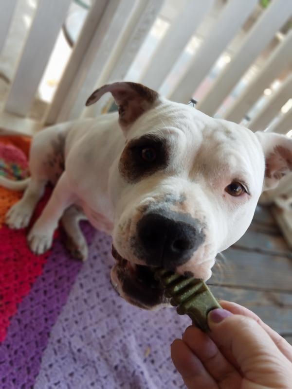 Diva munching on her dental treat
