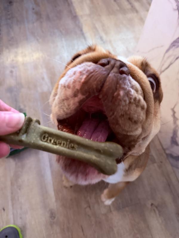 Truffles loves Greenies!