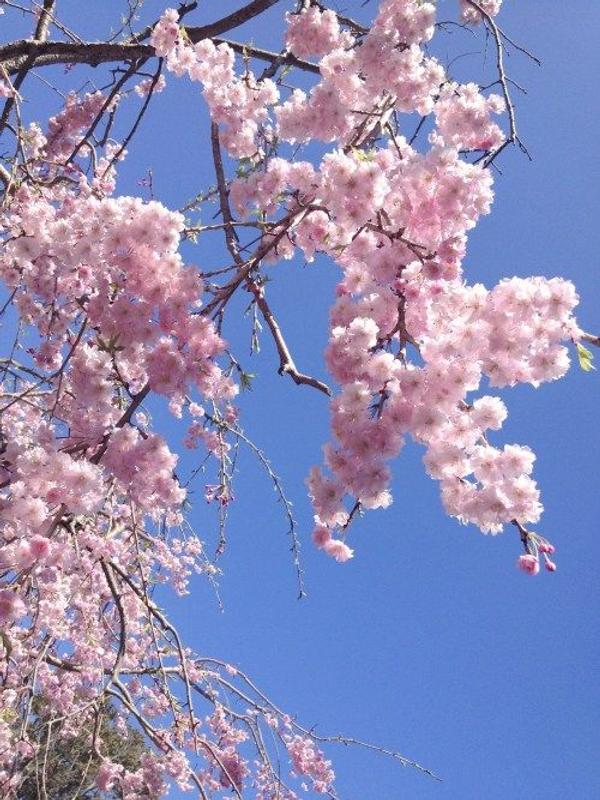 Review Thumbnail Image 0 339383604