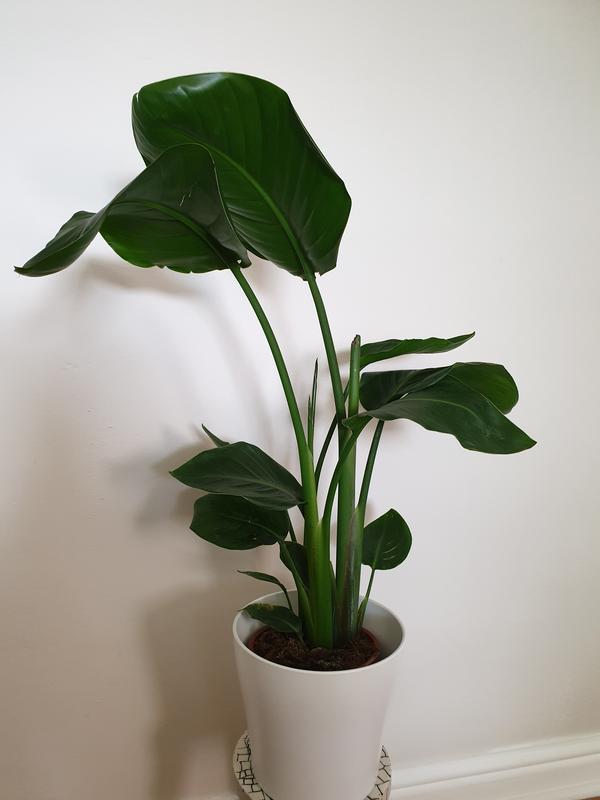 Strelitzia in 17cm Terracotta Plastic Grow pot | DIY at B&Q