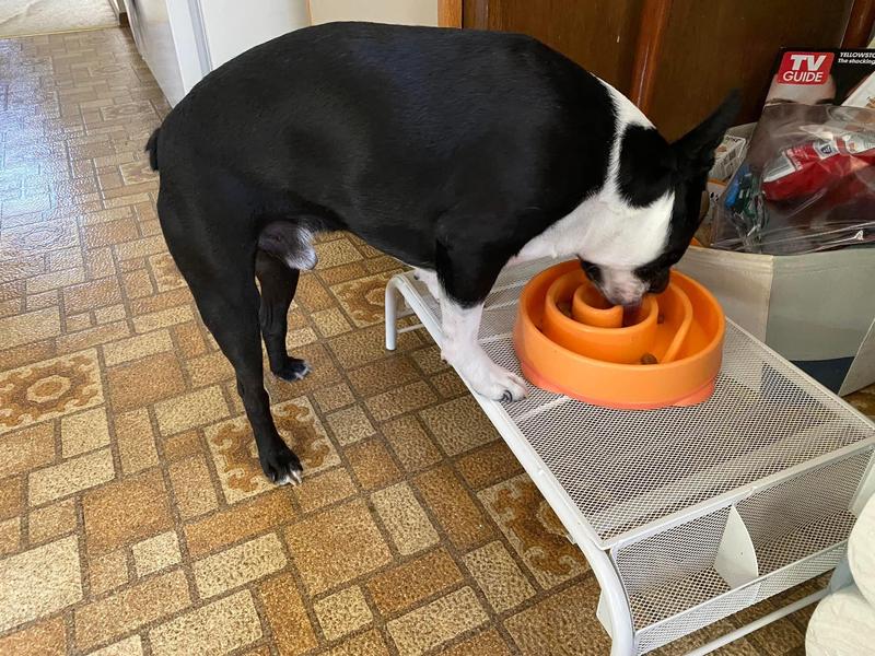 Licking his bowl clean