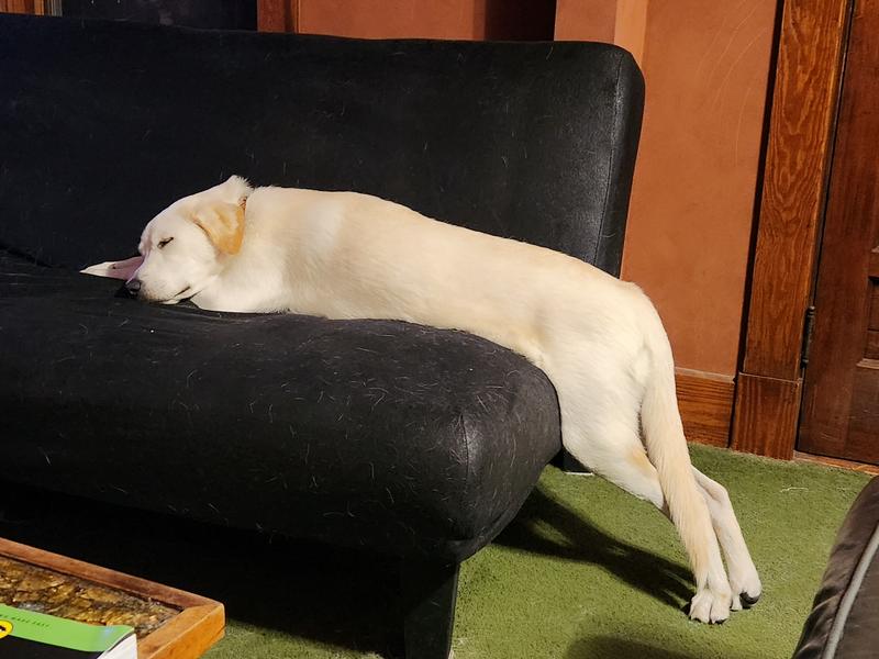 Falls asleep like this all the time!