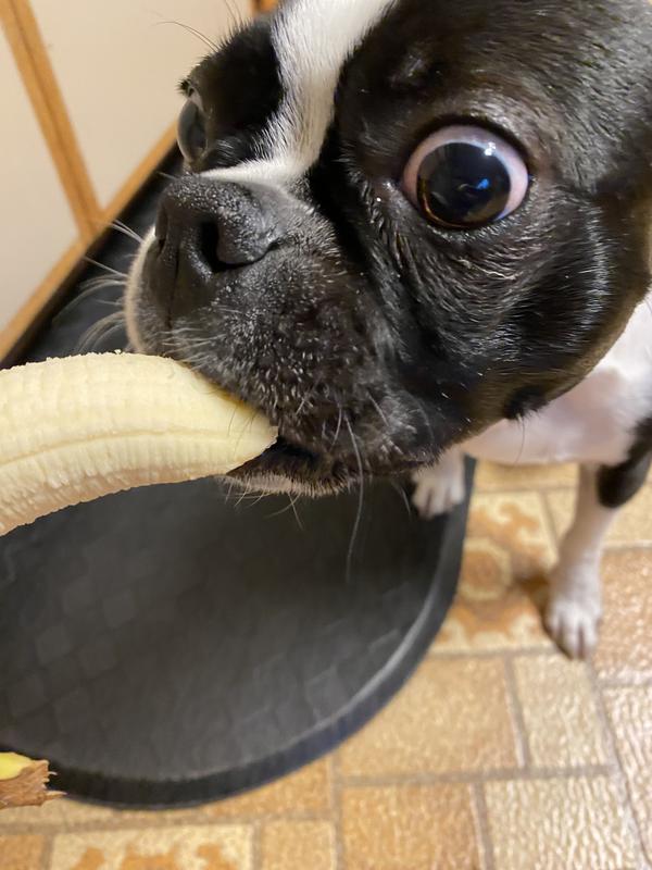 Going bananas for his kibble and treats!
