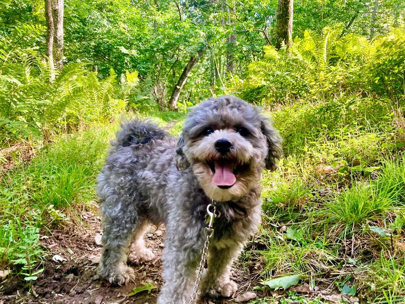 Adventures fueled by Diamond