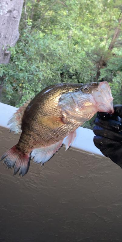 Photo submitted with review of product