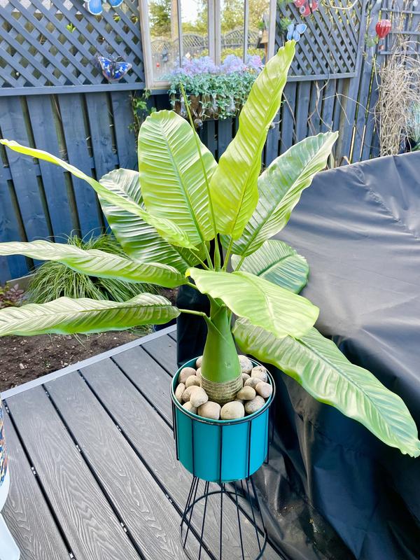 Banana tree deals in pot