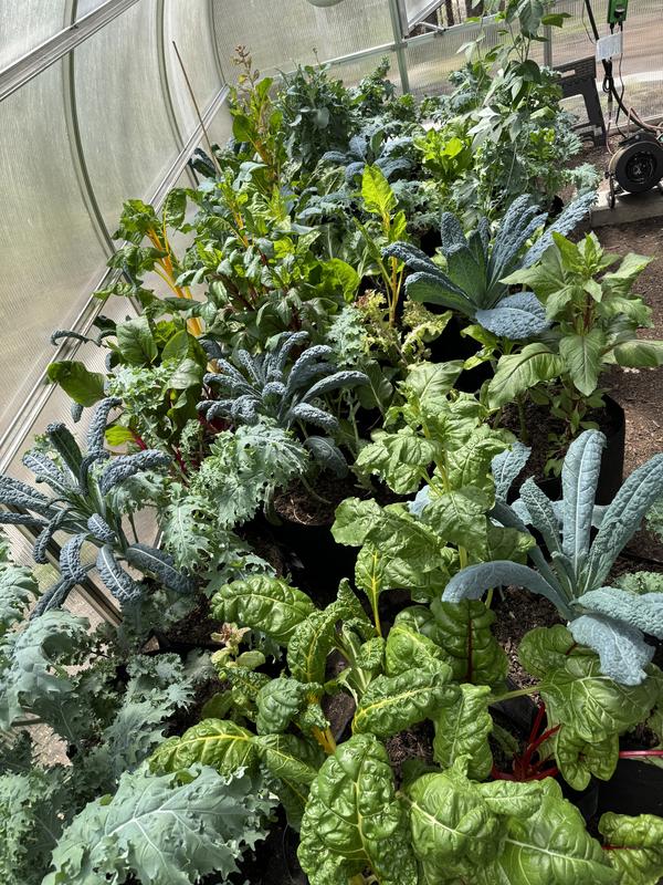 Winter growing was so productive!