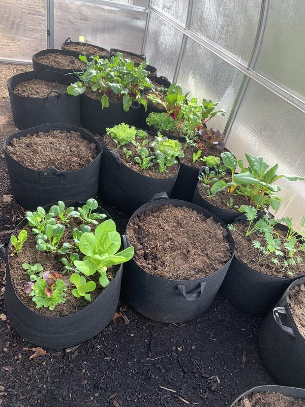 We initially started growing in fabric pots and it’s worked so well!