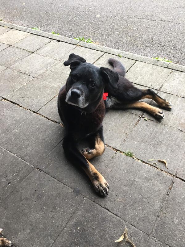 synoquin large breed 120 tablets