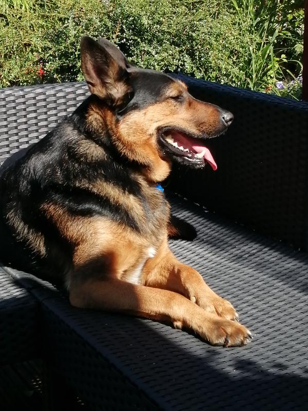 scullcap and valerian for dogs