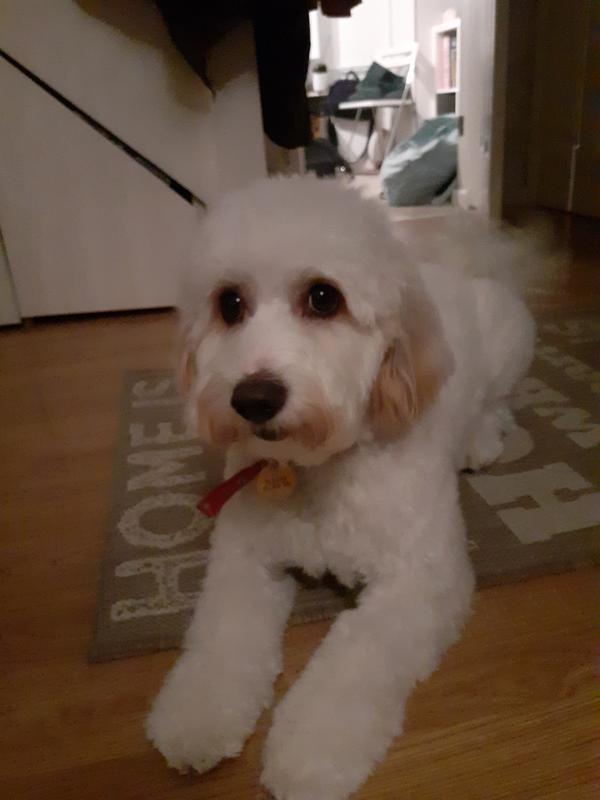 pooch and mutt calm and relaxed complete dog food turkey 10kg