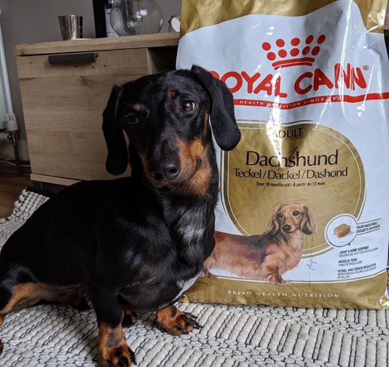 Royal Canin Dachshund Adult Dry Dog Food At Fetch Co Uk The Online Pet Store