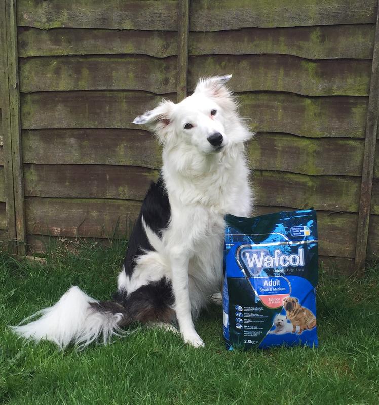 cheapest wafcol dog food