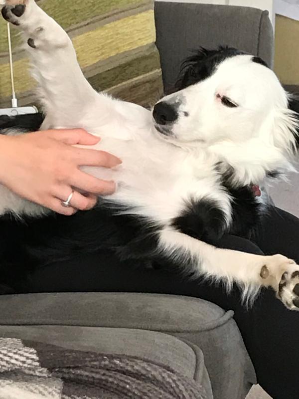 dr john gold dog food ingredients