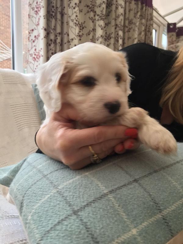 pooch and mutt calm and relaxed complete dog food turkey 10kg