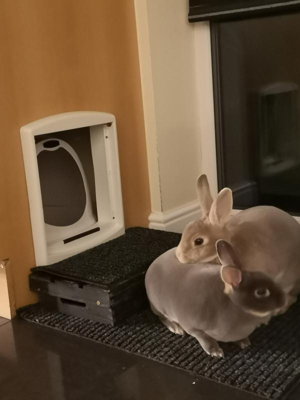 back to nature rabbit litter