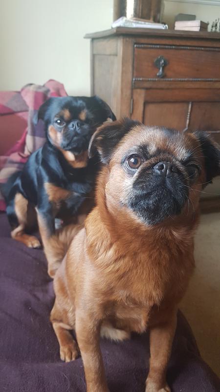 aatu salmon and herring 10kg