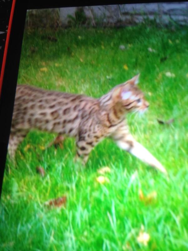 applaws chicken and salmon