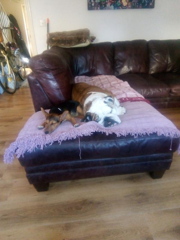 scullcap and valerian for dogs