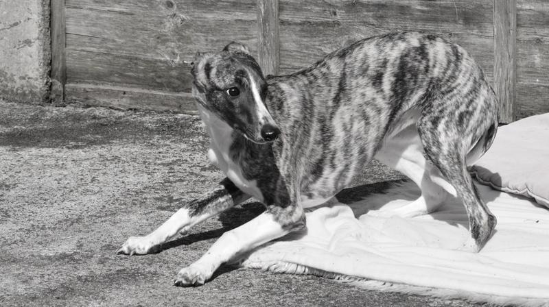 burgess salmon and rice