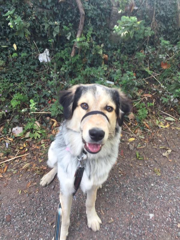 beaphar gentle leader size guide