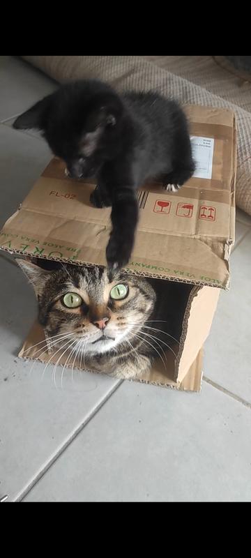 welches ist das beste katzenstreu Cats Best Original Katzenstreu 8,6kg (20l).  Heimtiernahrung Sauerlnder