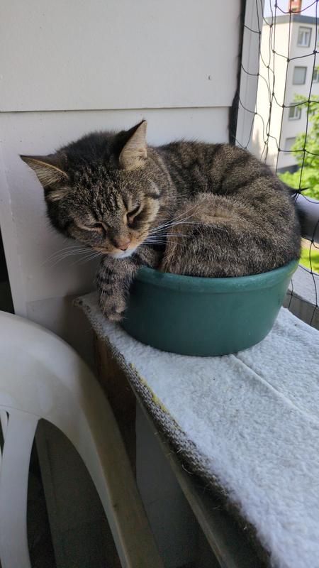 FIT+FUN Katzenstreu klumpend 20 kg | FRESSNAPF