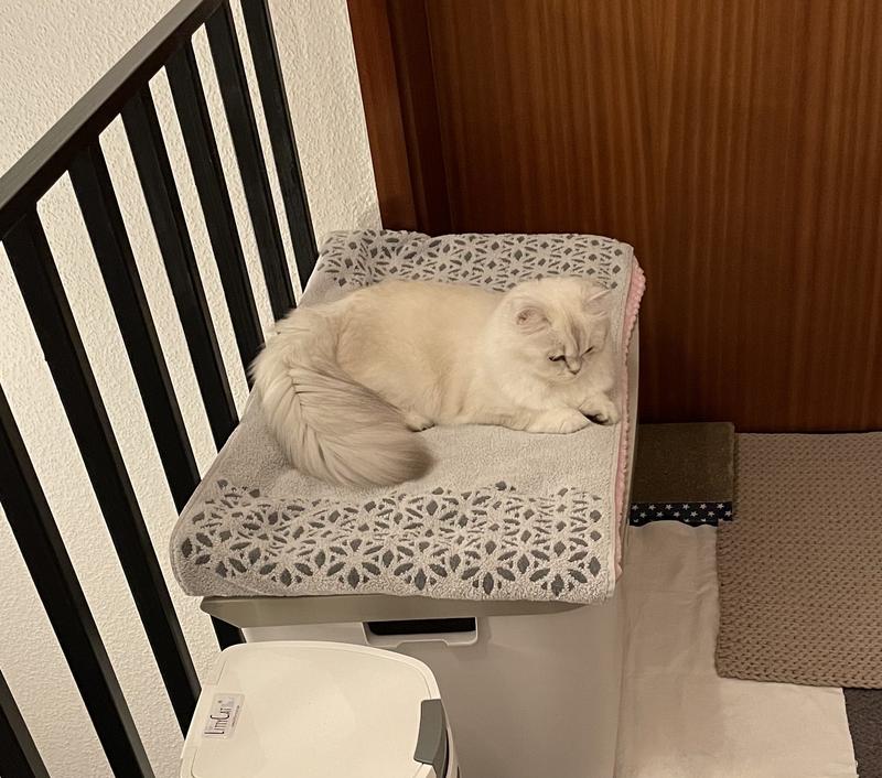 MORE Katzentoilette XXL Titan | FRESSNAPF