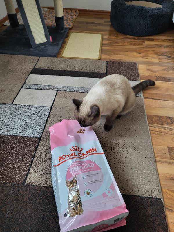 Kitten sterilised best sale