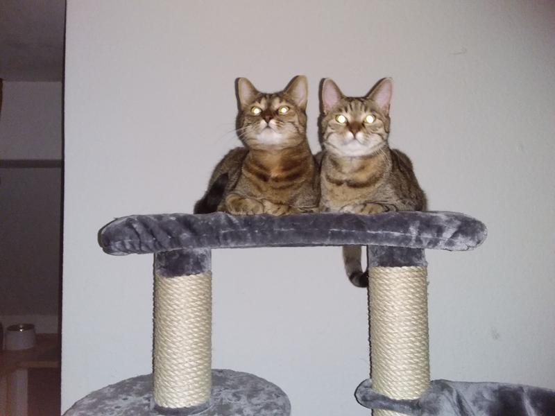 kratzbaum natural home Tangkula Modern Cat Tree, 50" Multi-Level Cat Tower with Cattail Fluff Condo & Top Perch