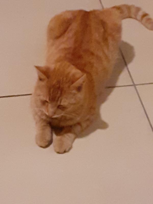 CAT'S