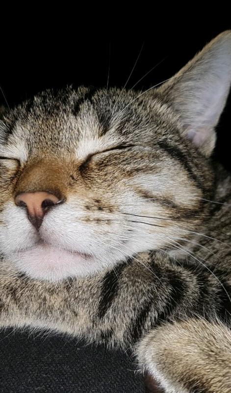 Best geteste kattenvoeren voor oudere katten | Top 10 kattenvoeren voor