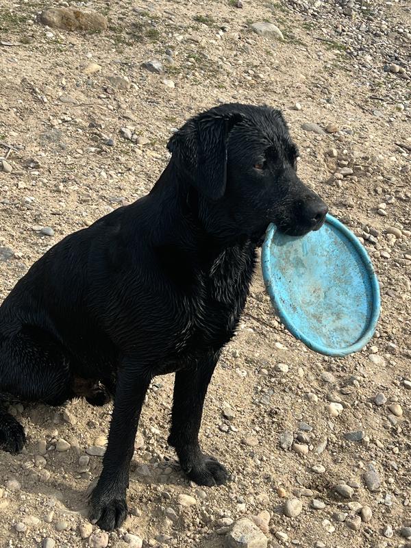 Frisbee trixie on sale dog activity disc