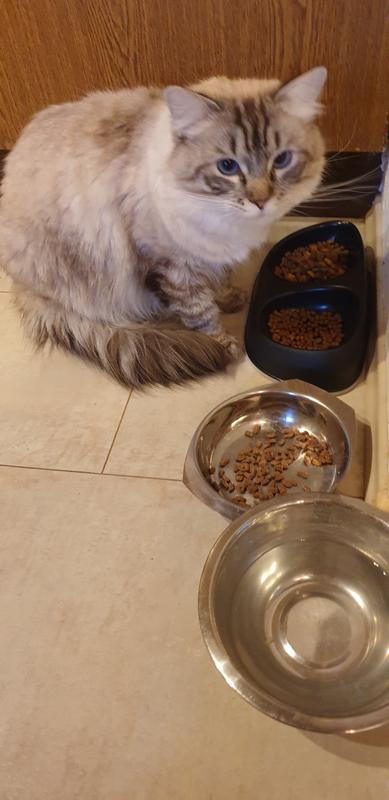 Whiskas 1+ Adult Huhn 3,8 kg | FRESSNAPF